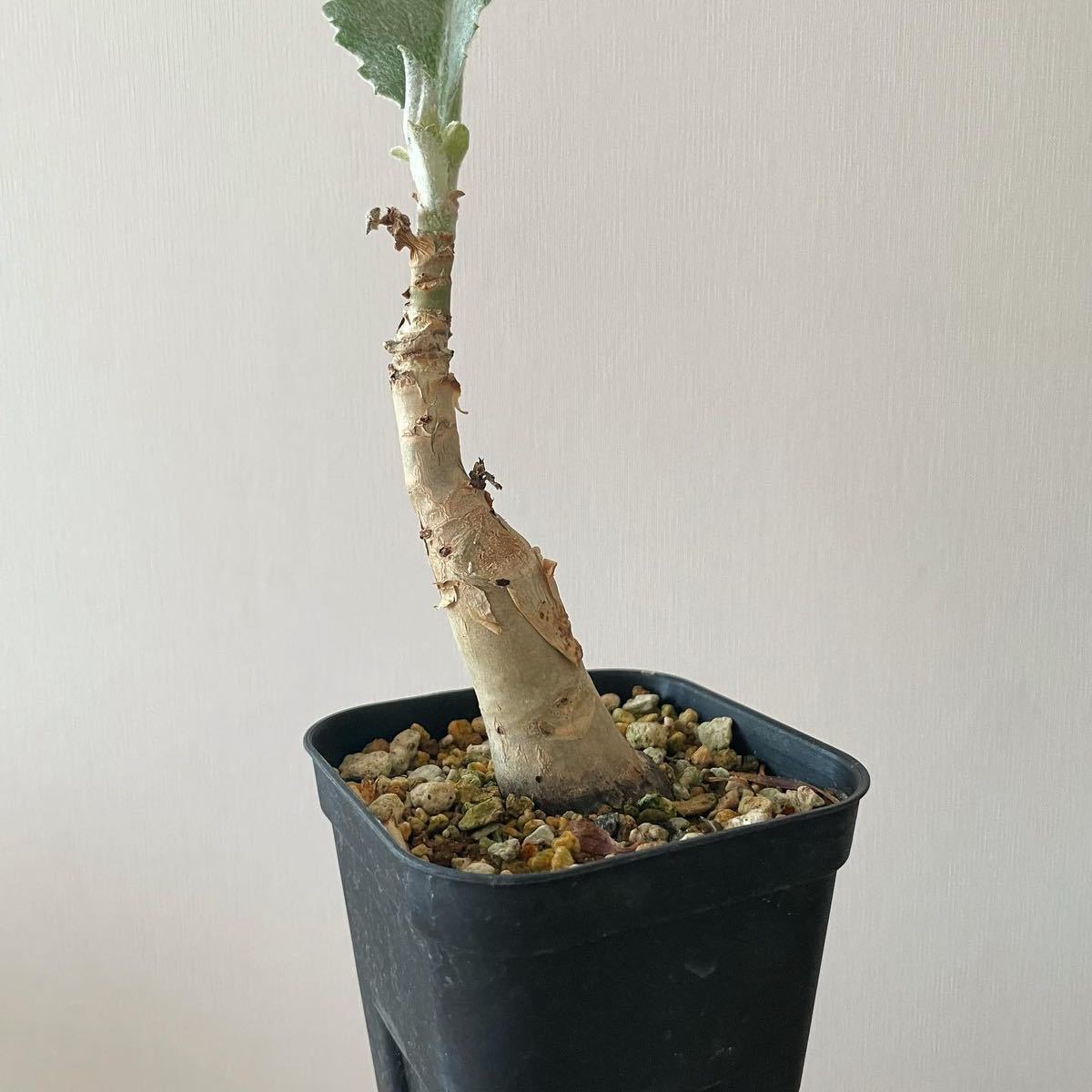 実生 キフォステンマ セイチアナ 塊根植物 コーデックス グラキリス