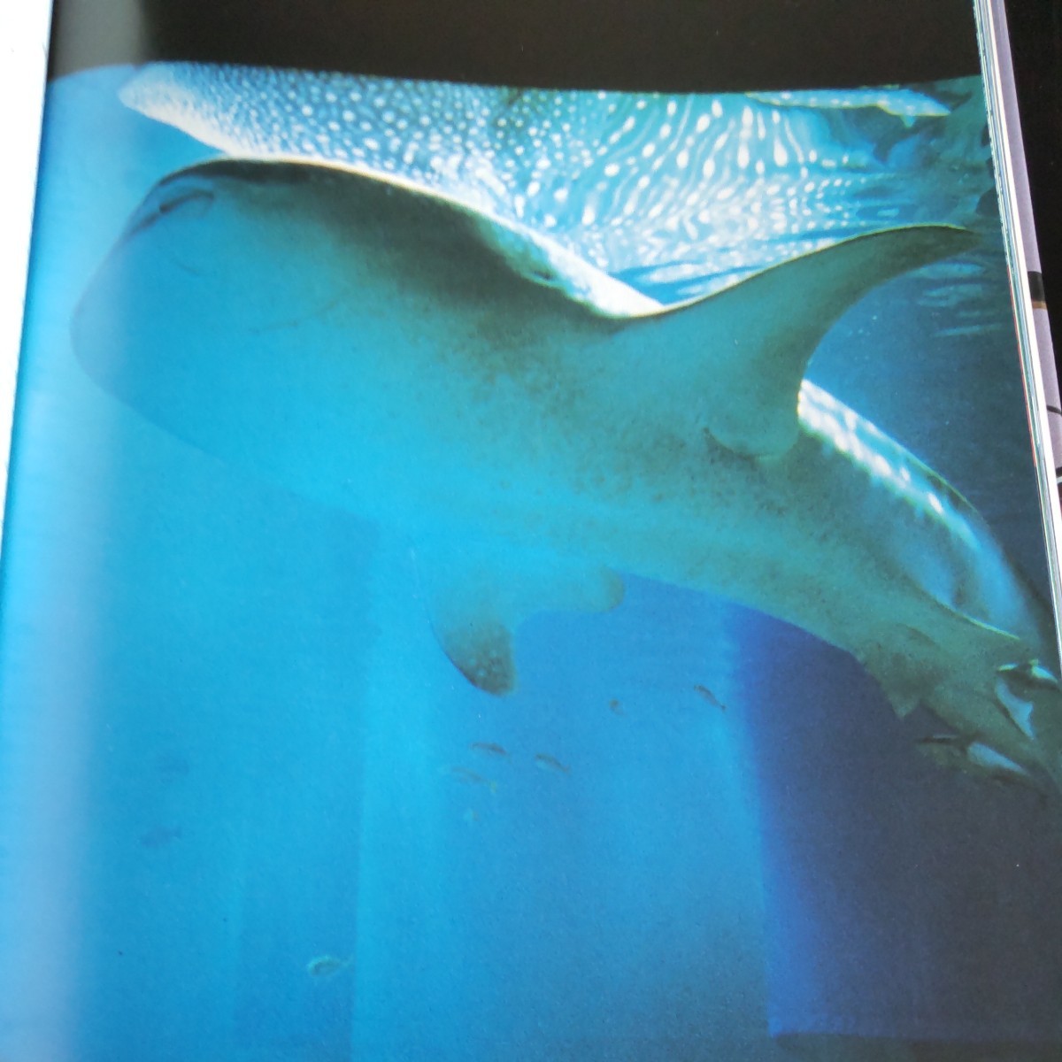 2306 海遊館の世界 写真集 全176ページ 小松左京 ピーターチャマイエフ 1993年初版_画像5