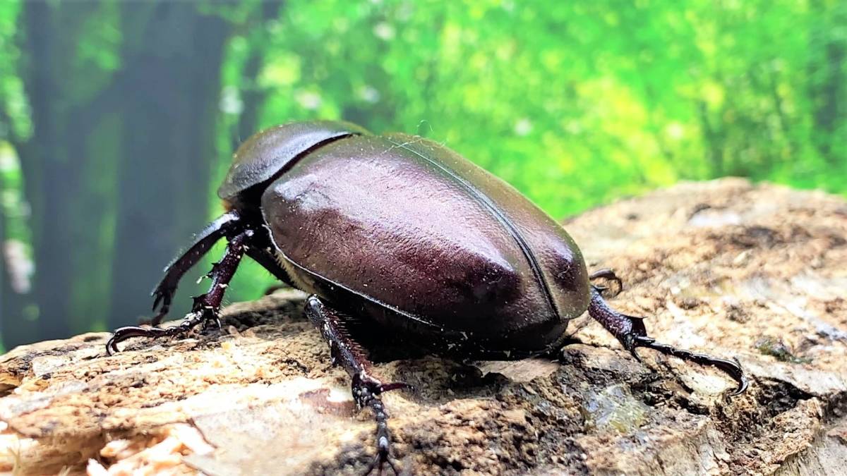 ヤクシマカブト新成虫 即ブリ ペア - 虫類