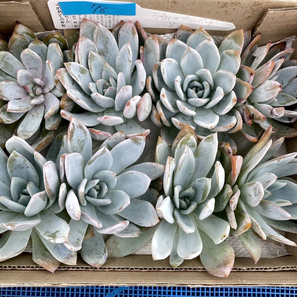 78 ラウィ×ブルーバード 8株 【多肉植物】【エケベリア】【一律送料