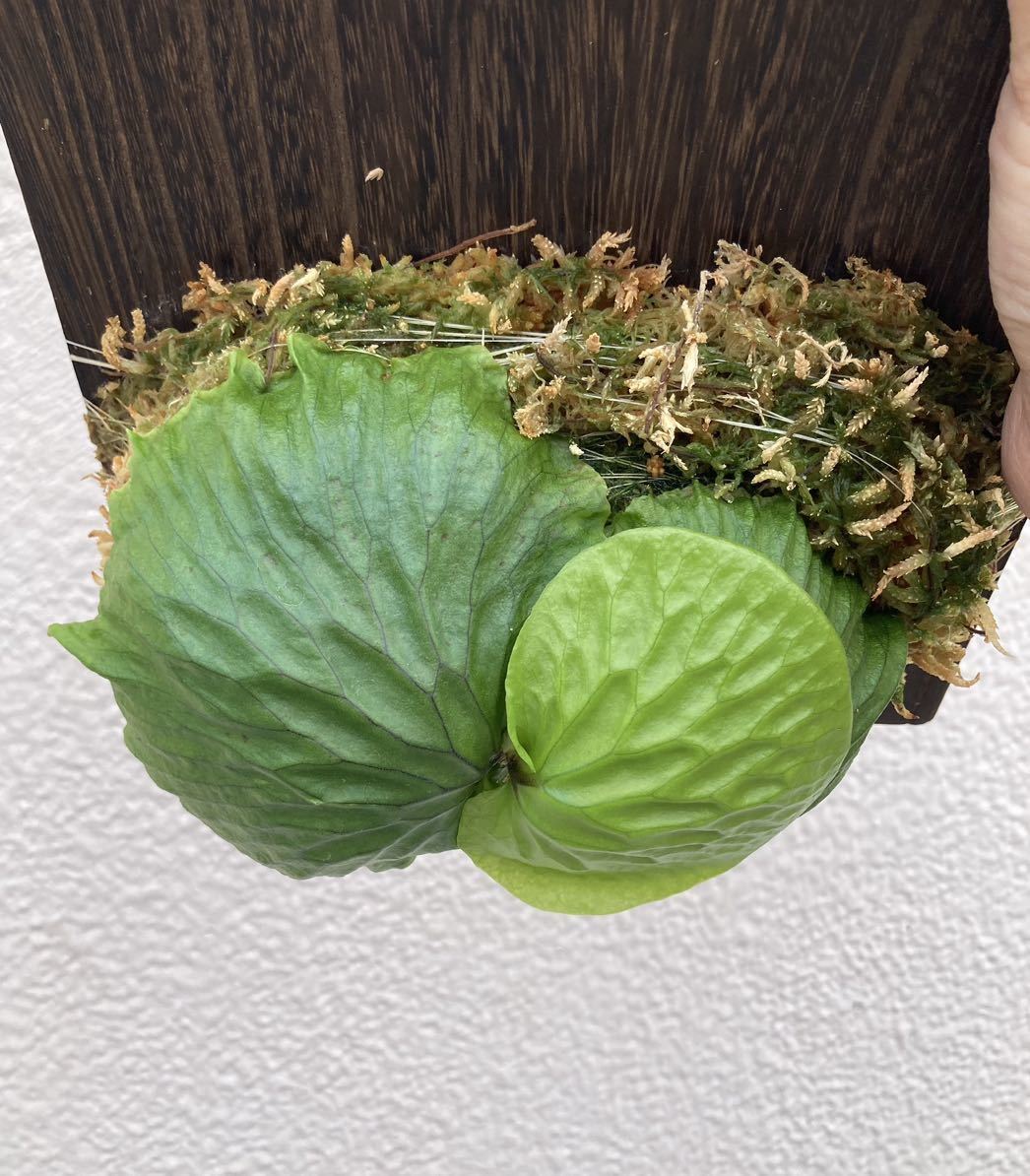Platycerium madagascariense / ビカクシダ マダガスカリエンセ 胞子