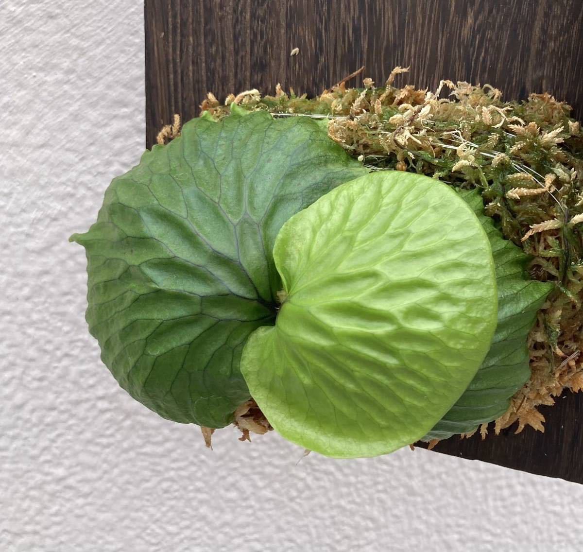 Platycerium madagascariense / ビカクシダ マダガスカリエンセ 胞子
