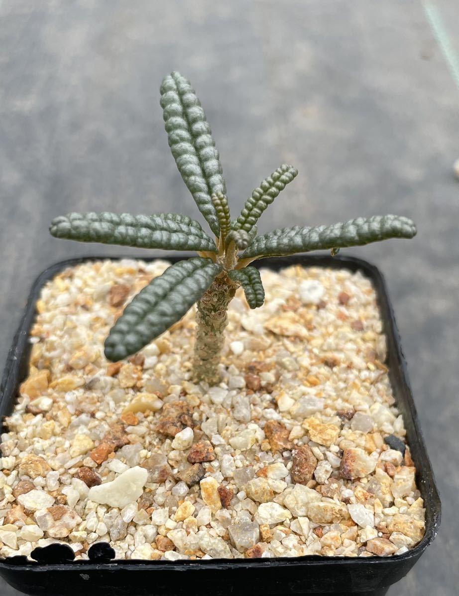 ドルステニア ギガス ブラータ 挿木苗 希少種 dorstenia gigas f ドルステニア ギガス ブラータ 挿木苗 希少種 dorstenia gigas f
