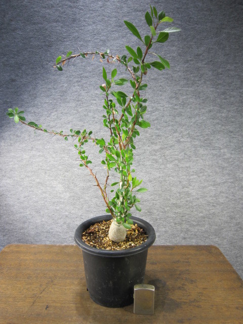 ◇Fouquieria Fasciculata/フォークイエリア ファシクラータ【実生