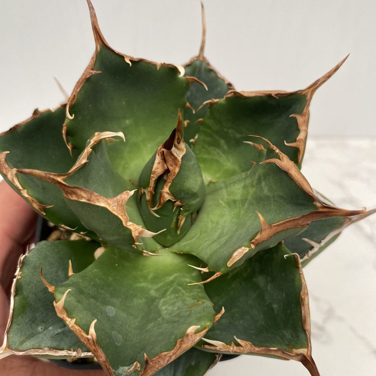 イラン産アガベ チタノタ ペルシアン ドワーフ発根済鉢のまま発送Agave