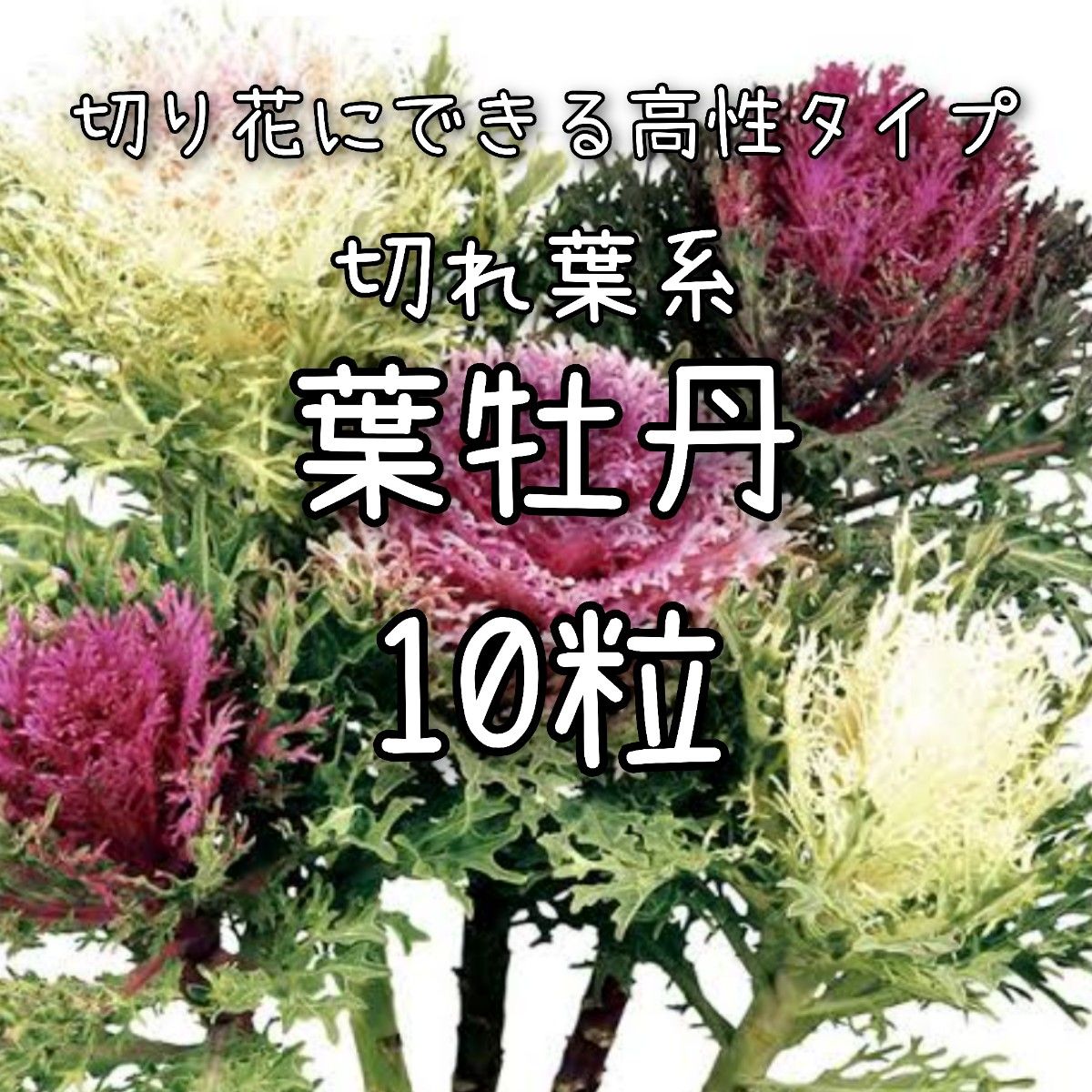 葉牡丹 種 600粒以上 タキイ種苗 草花 種子 葉牡丹(葉ボタン)・F1フェザー ピュアホワイト
