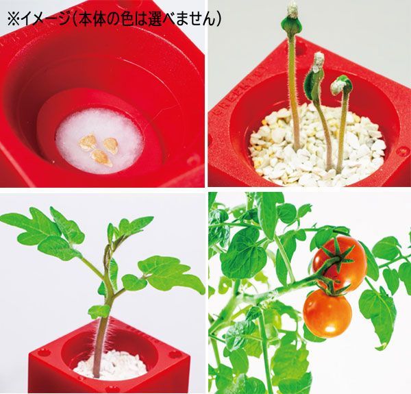  postage 300 jpy ( tax included )#lr148# cultivation kit green toy Petit Toma to6 point [sin ok ]