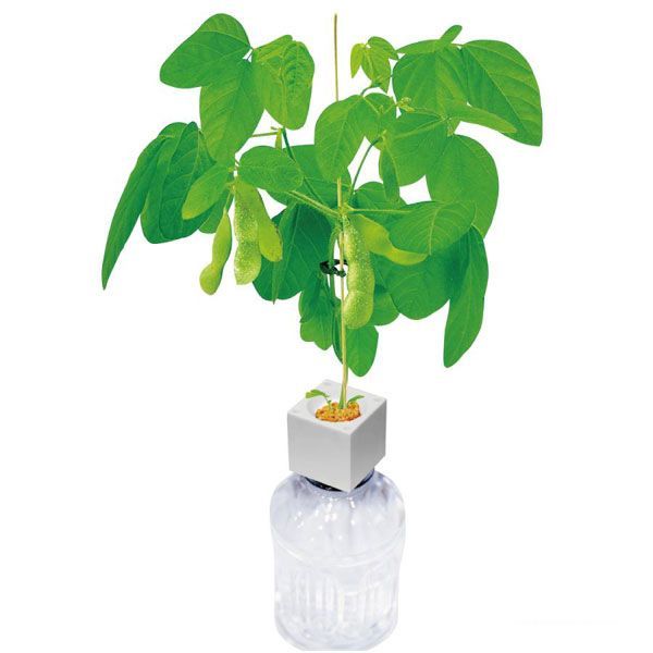 postage 300 jpy ( tax included )#lr149# cultivation kit green toy snack branch legume 6 point [sin ok ]