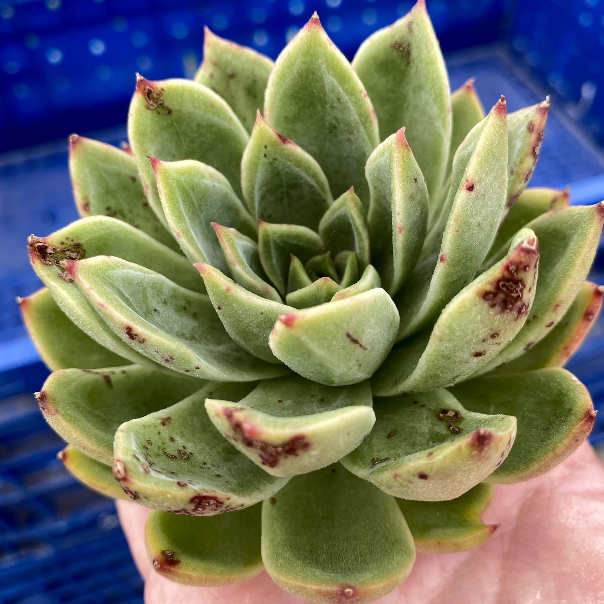 29 ブラッククィーン【特大苗】 【多肉植物】【エケベリア】【一律送料