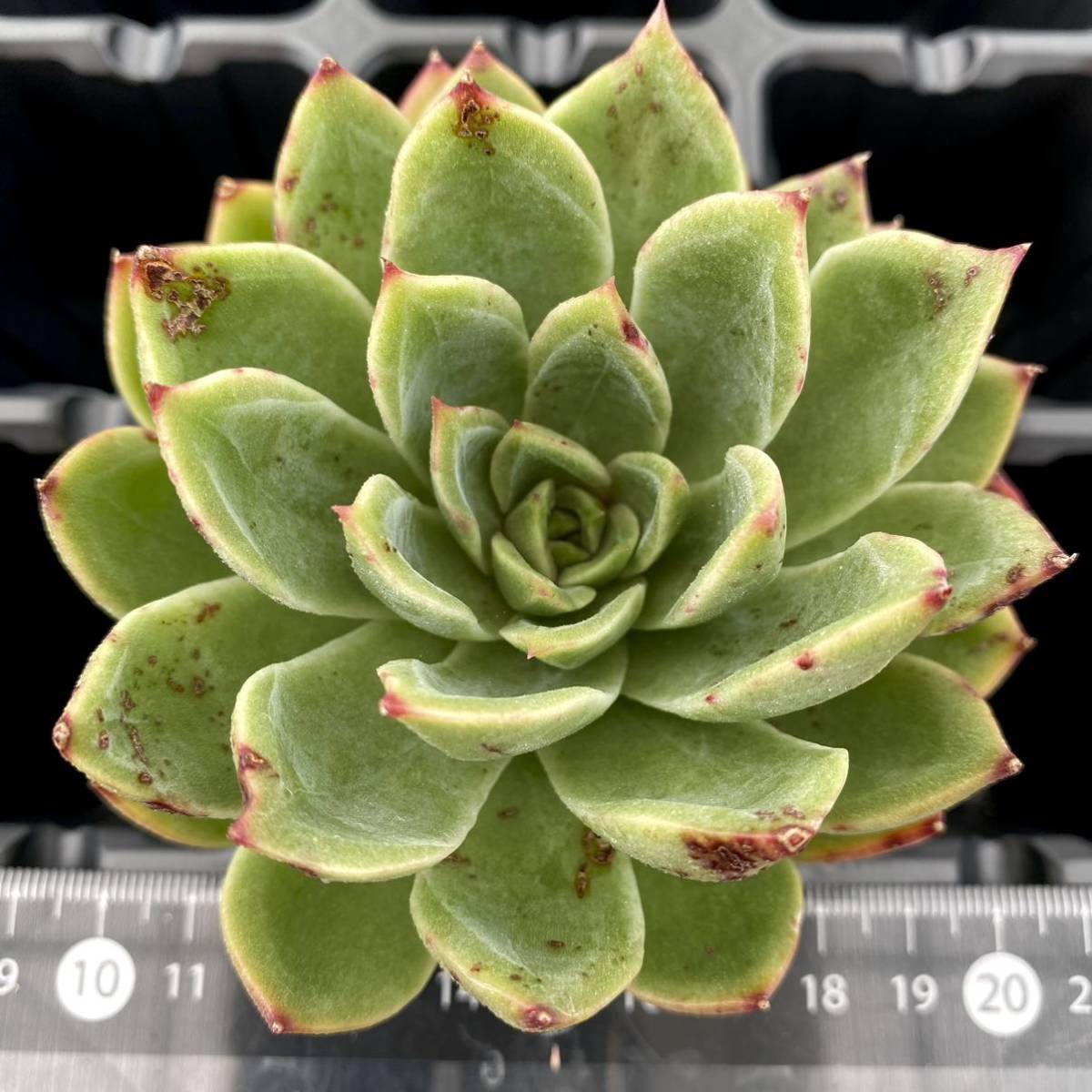 29 ブラッククィーン【特大苗】 【多肉植物】【エケベリア】【一律送料