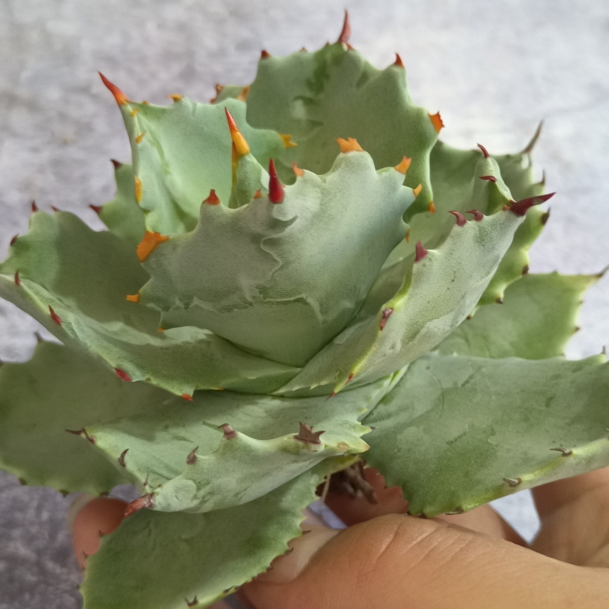 R055 特選 台湾産 アガベ 多肉植物 雷帝妖蟹 強刺 包葉型 極上小株 agave titanotaの画像4