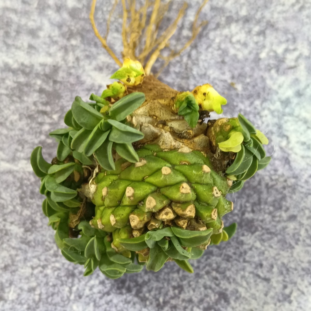 R079 多肉植物 オベサ 鉄甲丸 実生 オベ鉄 | energysource.com.br