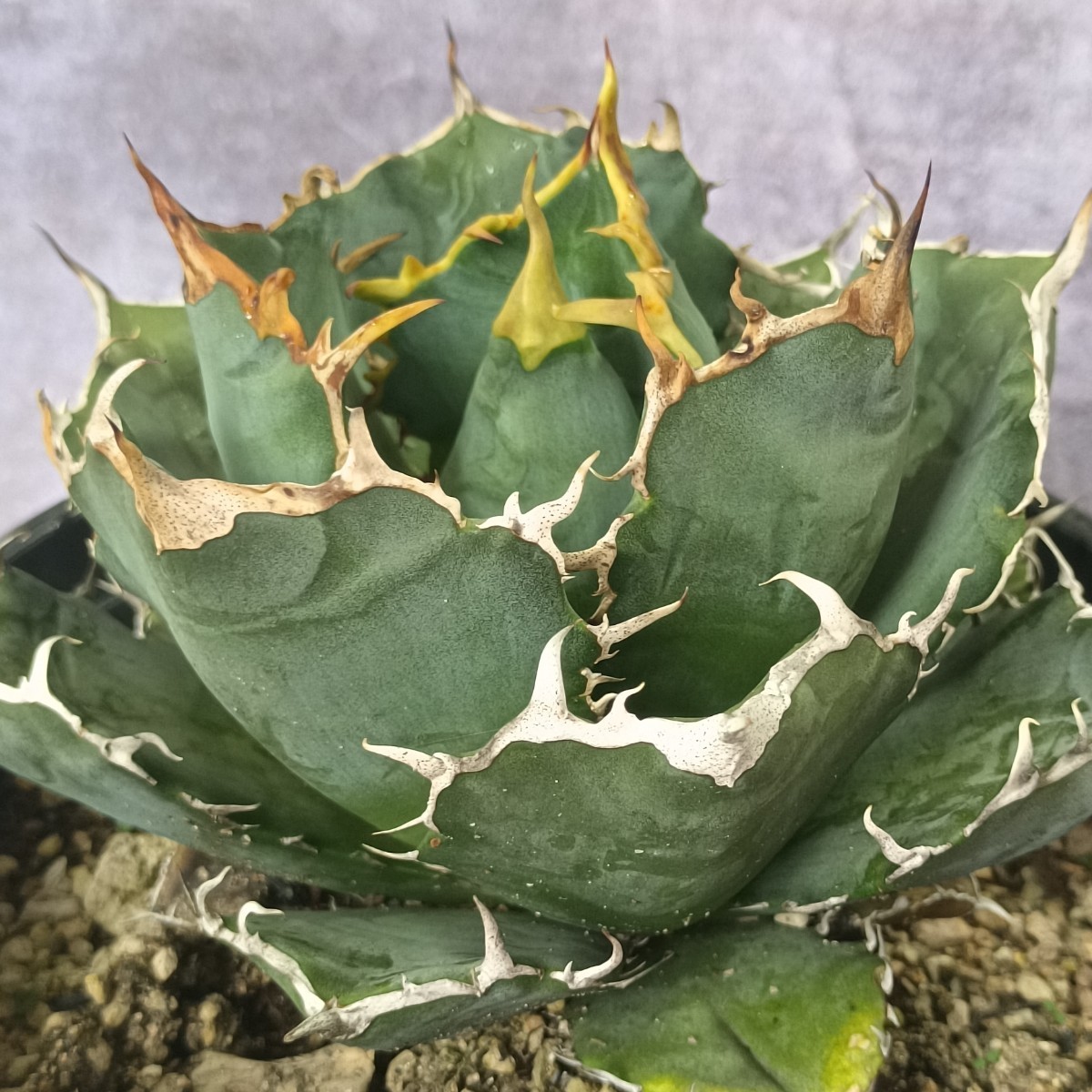 R208 アガベagave チタノタ白鯨牡丹葉短葉強棘包葉型特選極上大株