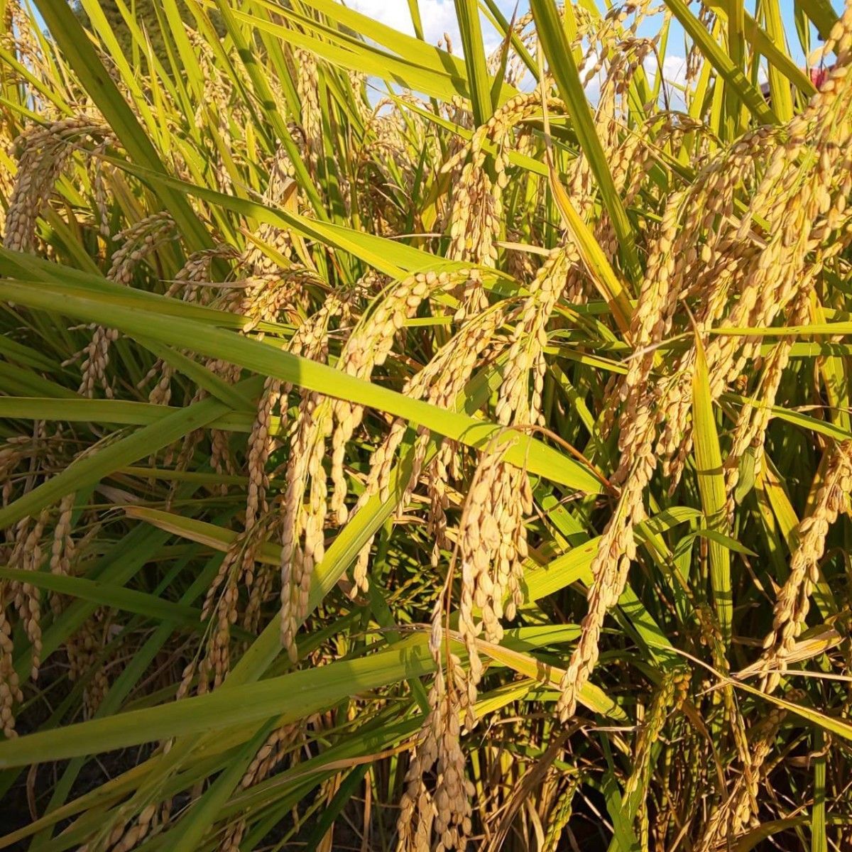 農薬不使用  化学肥料不使用 無農薬 自然栽培米 ヒノヒカリ 大粒  玄米