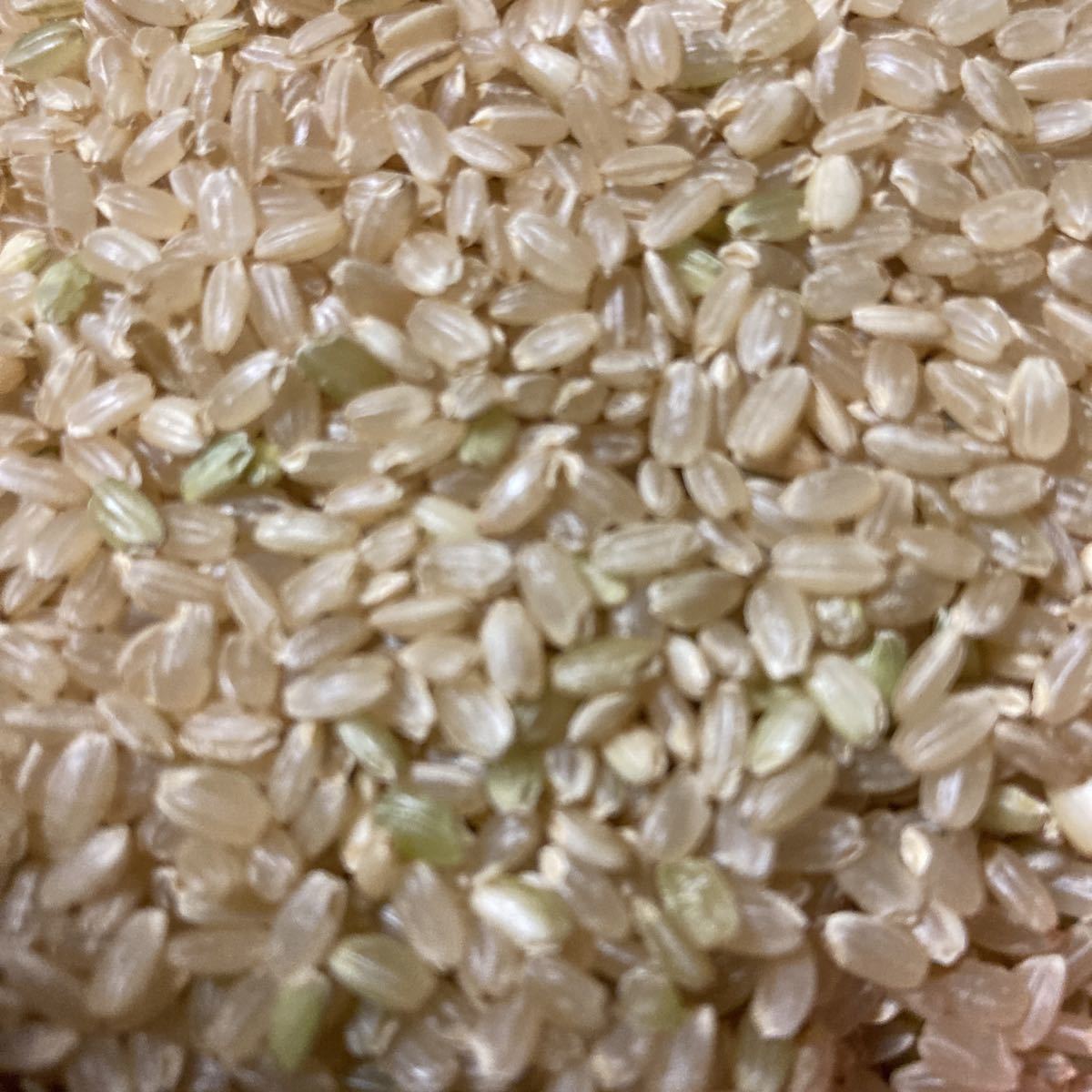 農家直送 熊本県産　令和4年産 森のくまさん 30キロ 熊本のお米 ゆうパック着払い　_画像4