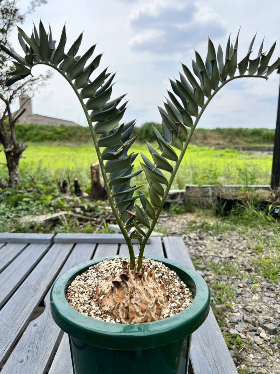 Encephalartos horridus エンセファラルトス ホリダス ドワーフ Encephalartos horridus エンセファラルトス ホリダス ドワーフ