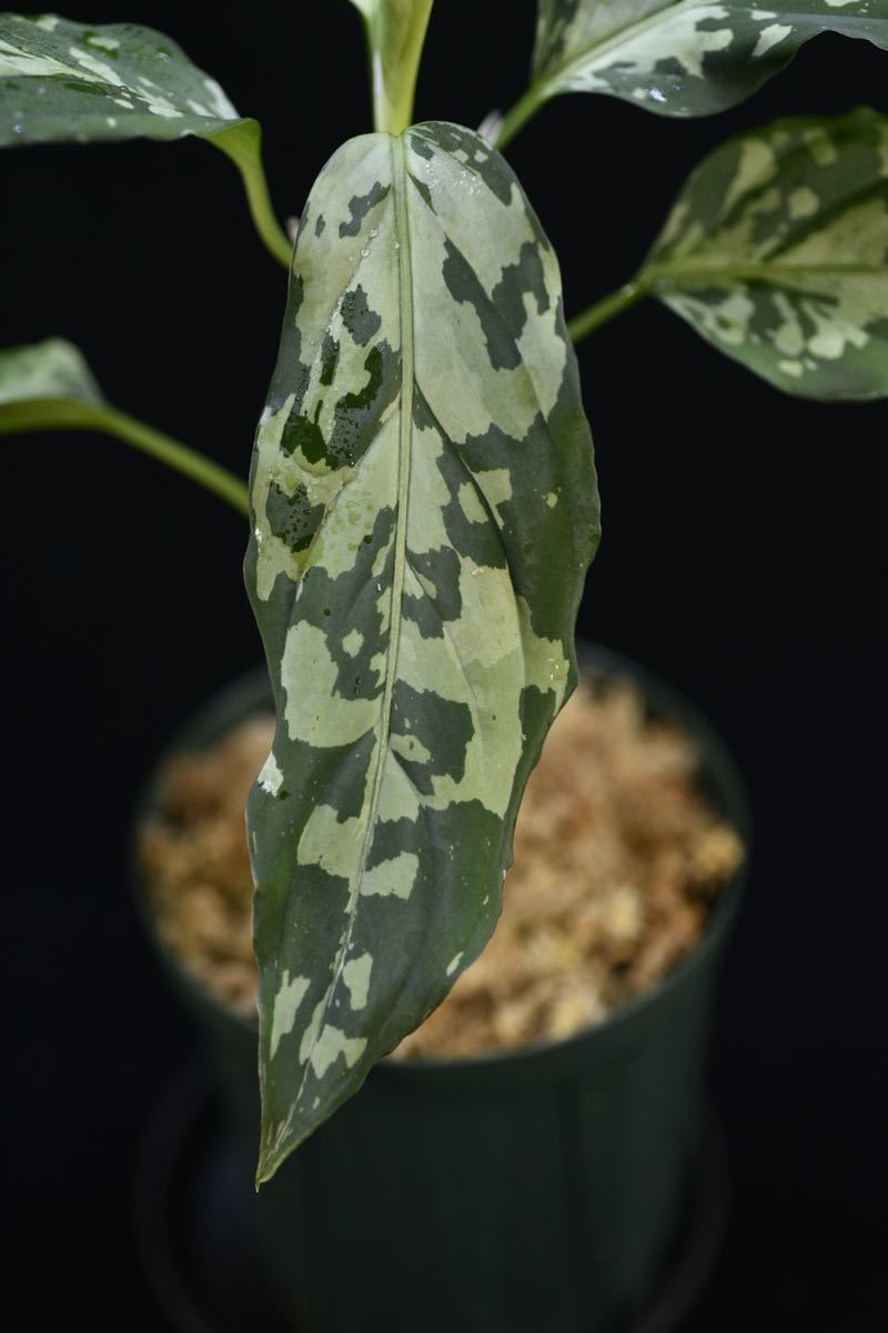 9. Aglaonema pictum Aceh Sumatra T-301219-b-2 アグラオネマ 9. Aglaonema pictum Aceh Sumatra T-301219-b-2 アグラオネマ