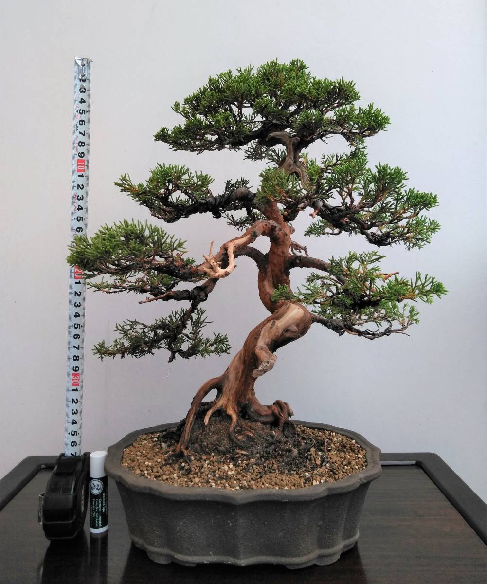 糸魚川真柏 盆栽 樹高38cm 逸品樹 古色 幹の躍動 根張り 展示にも ジン