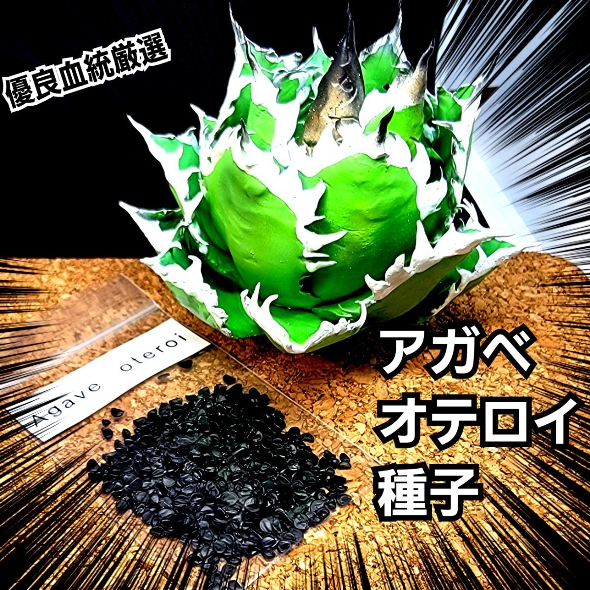 8月入荷 1000粒+ メキシコ産 オテロイ 種子 種 証明書あり Agave 8月入荷 1000粒+ メキシコ産 オテロイ 種子 種 証明書あり Agave