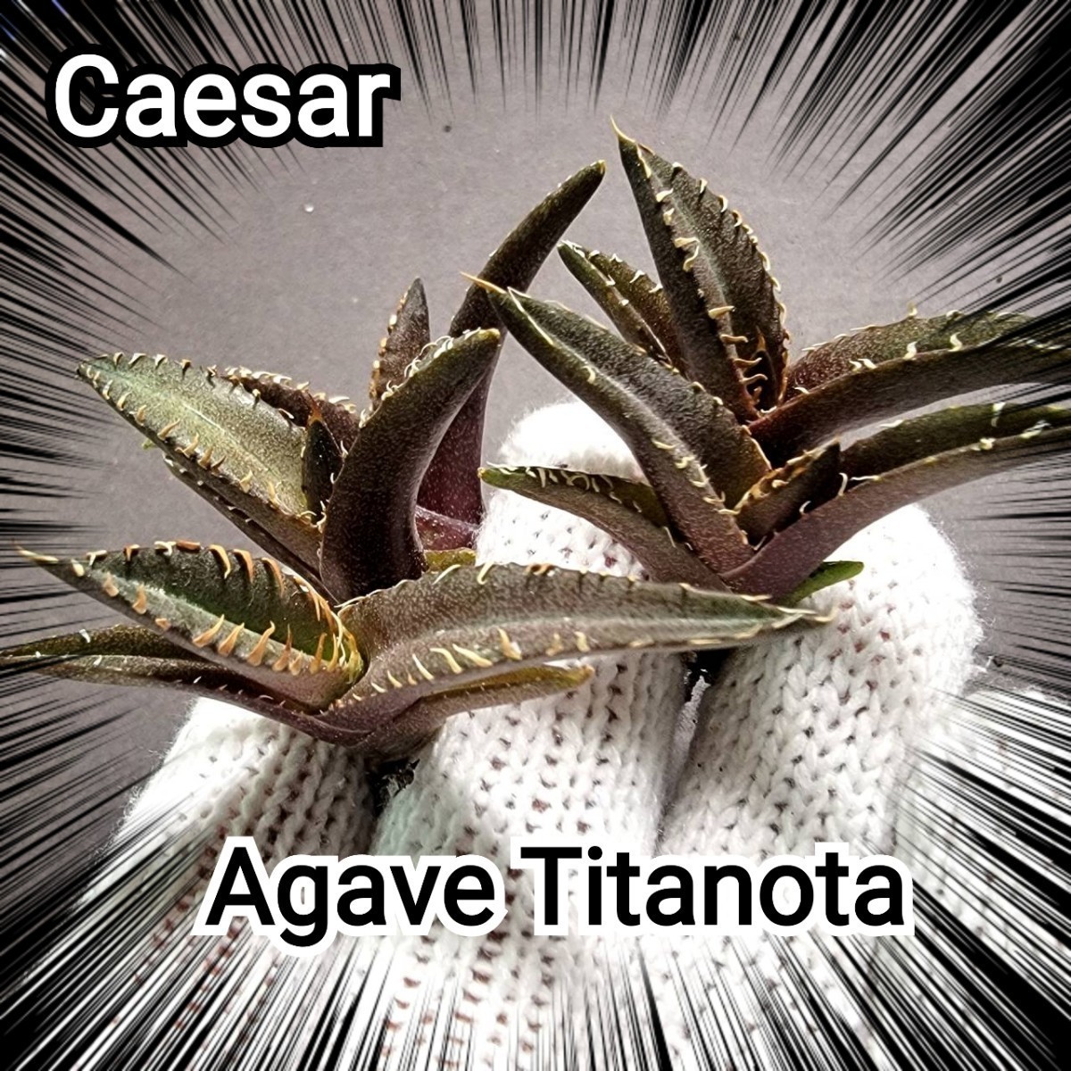 アガベ チタノタ シーザー 優良血統子株 Titanota Caesar カマのように