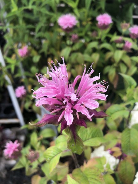 耐寒性抜群の夏に咲く花 観葉植物 モナルダ ビューティオブコブハム