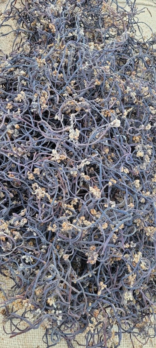 岩手県産 無農薬乾燥わらび 150g