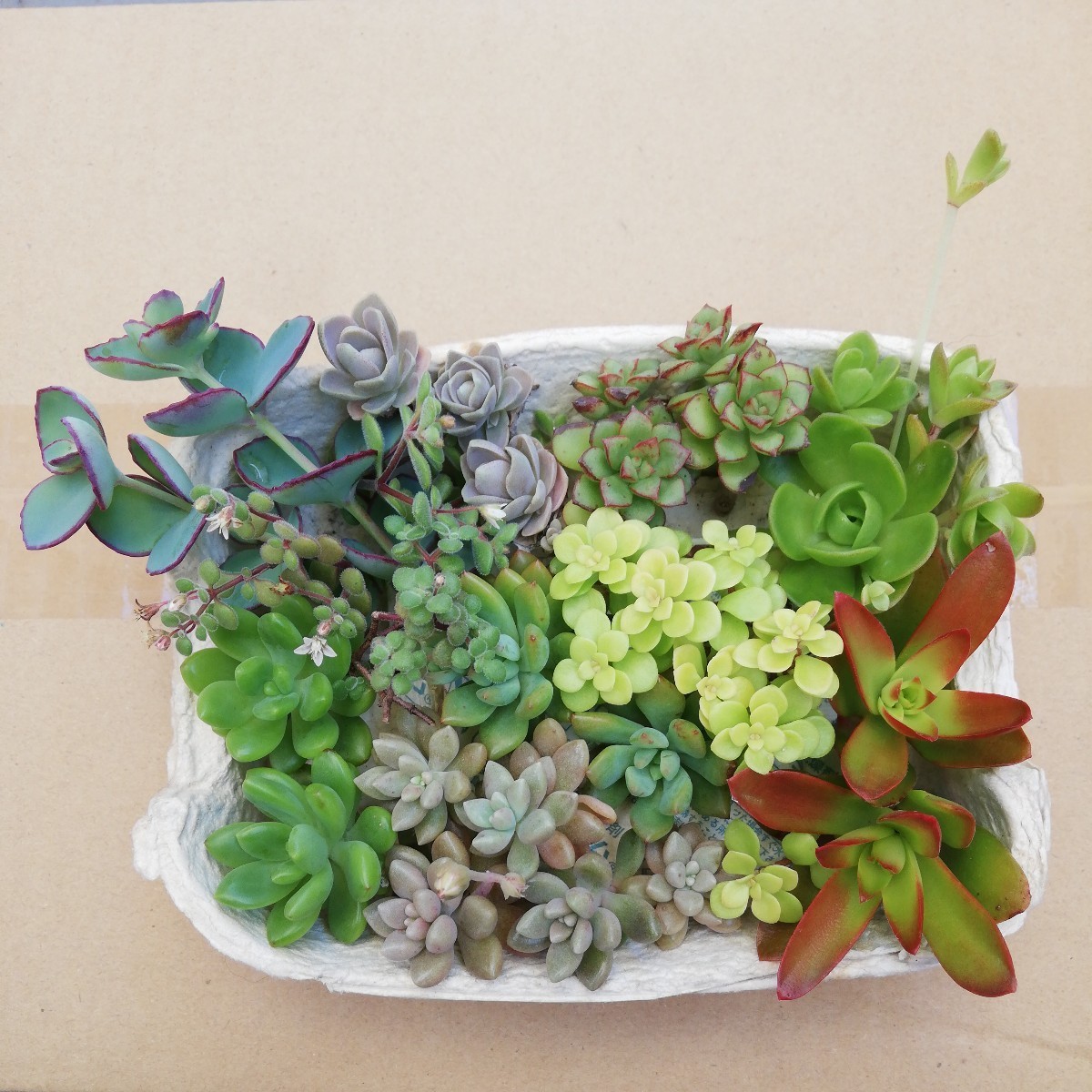 多肉植物の寄せ植え カット苗 セダム | JChere雅虎拍卖代购