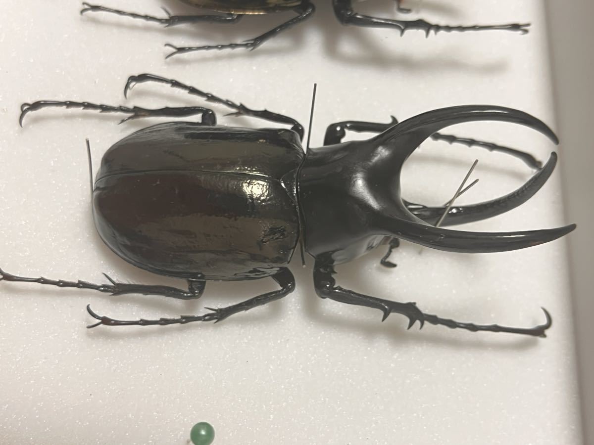 注目ショップ カメルーンクアドリ 約85mm 若干くすみありますが