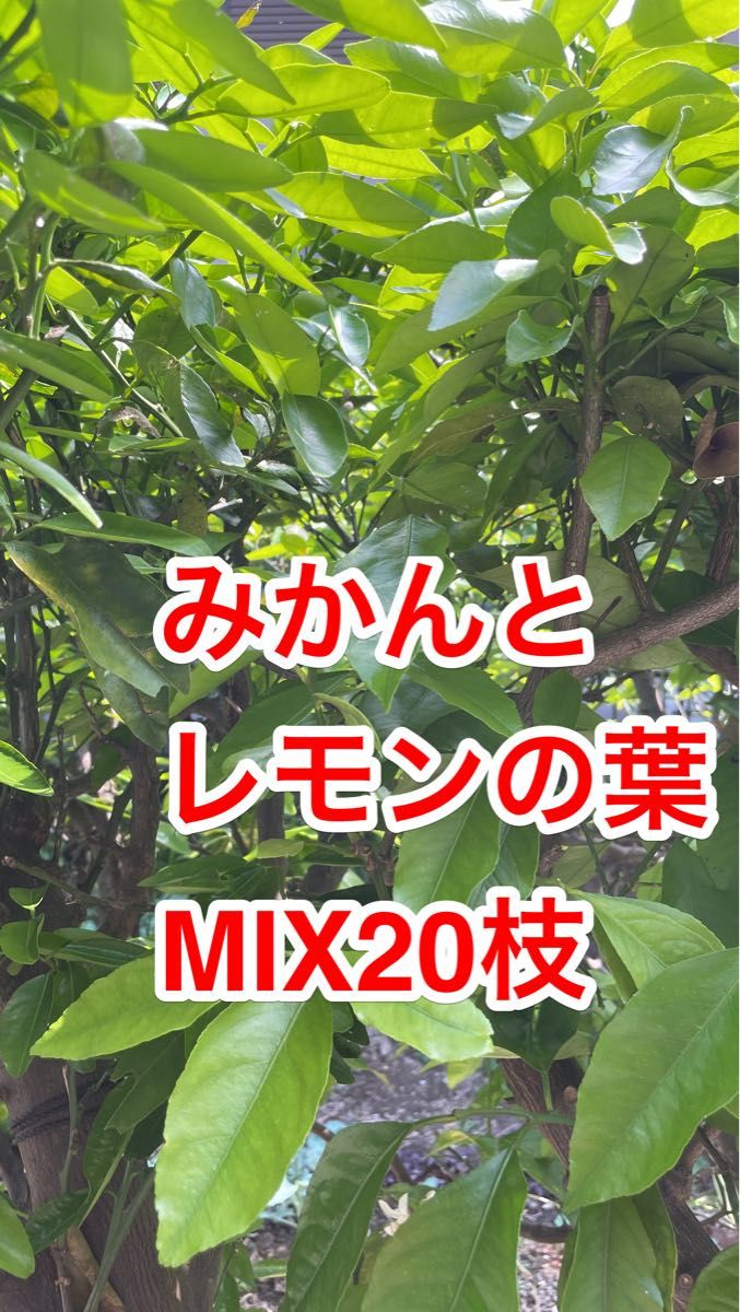 農薬栽培期間中不使用みかん 葉 50枚 アゲハ蝶 青虫 虫 餌 みかんの葉193 通販