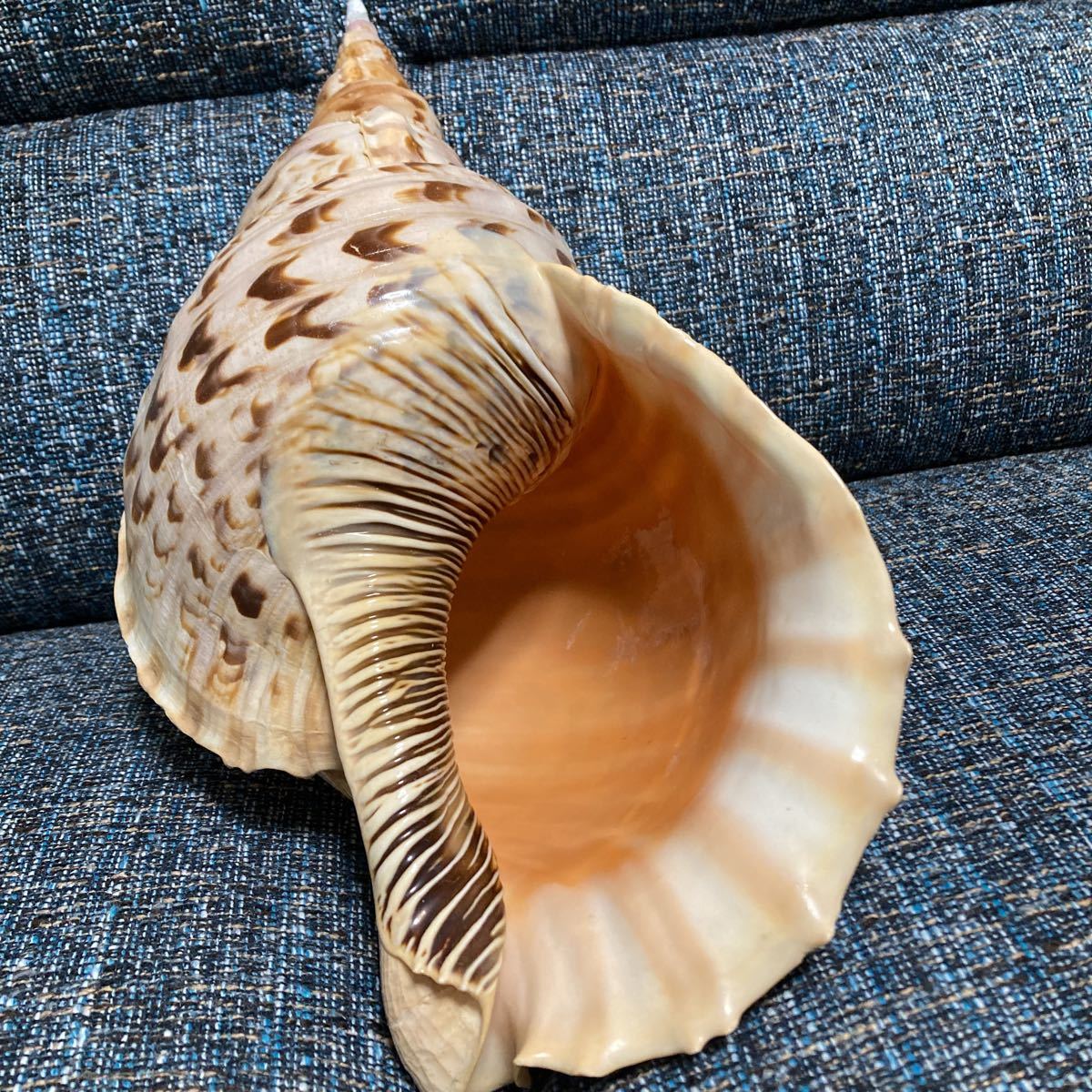 ホラ貝 法螺貝 貝殻 34cm-