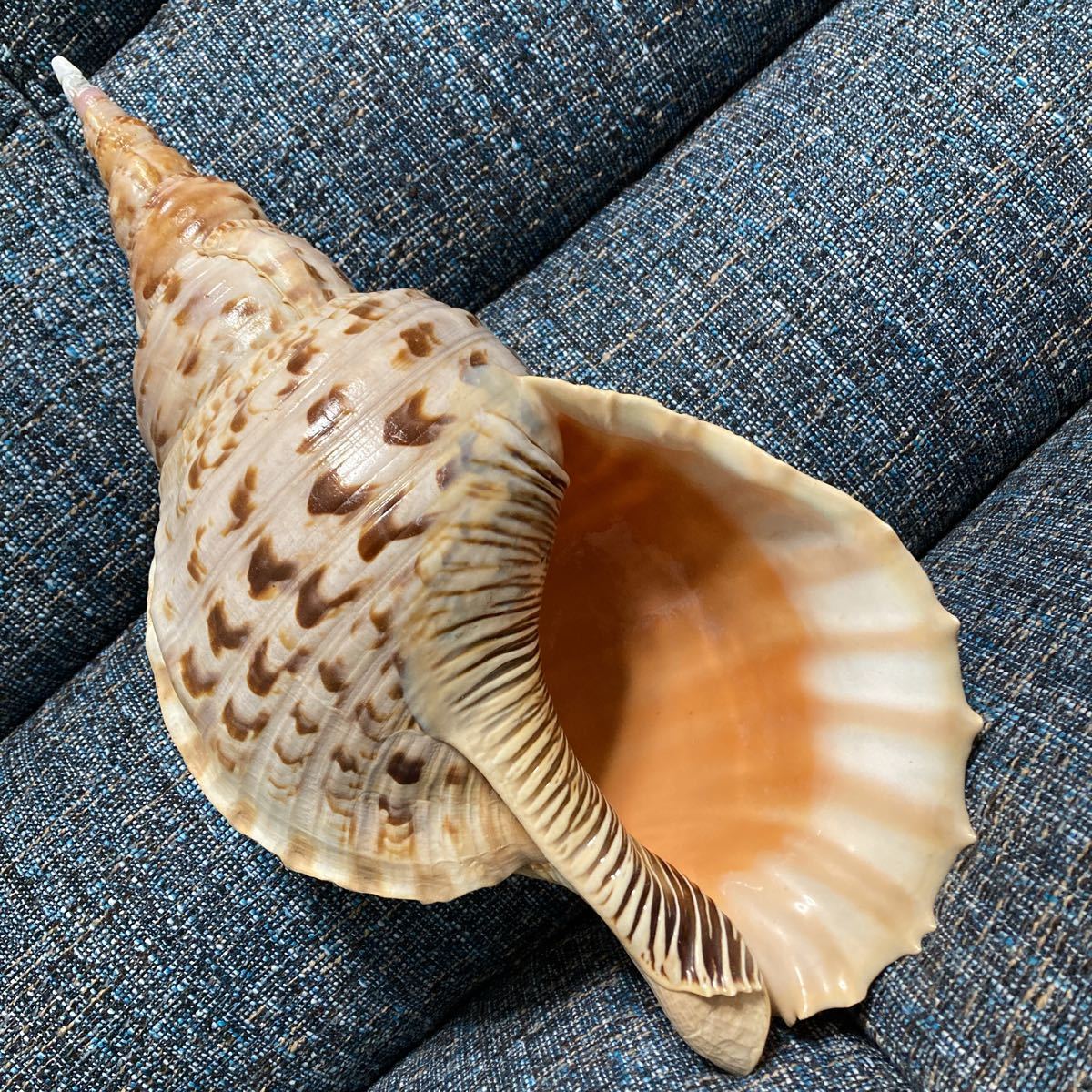 法螺貝　ほら貝　ホラ貝　大きな貝殻