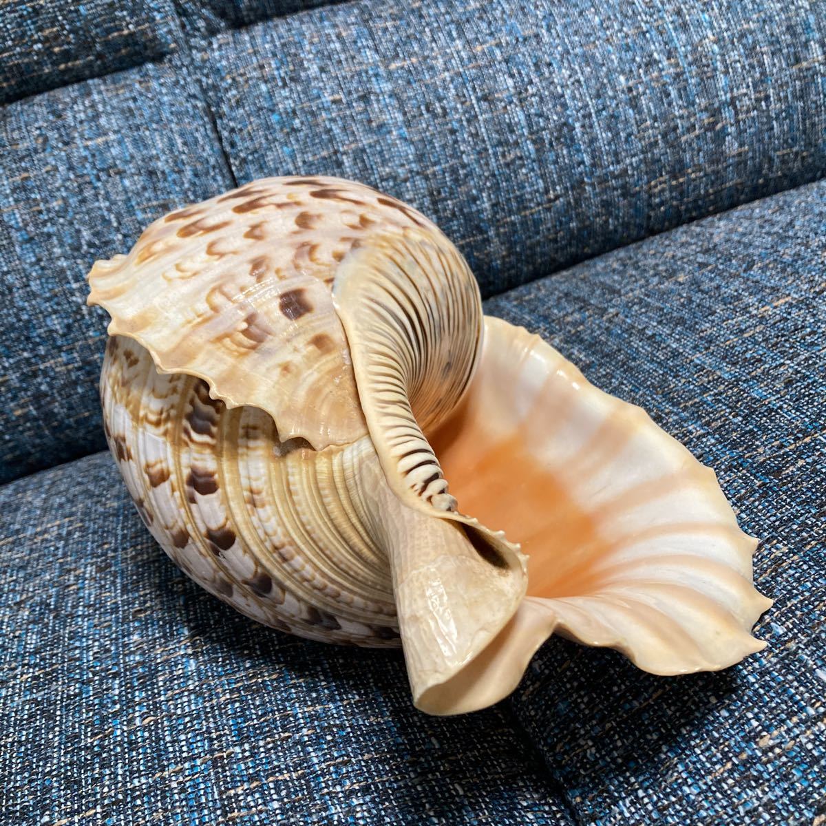 法螺貝　ほら貝　ホラ貝　大きな貝殻