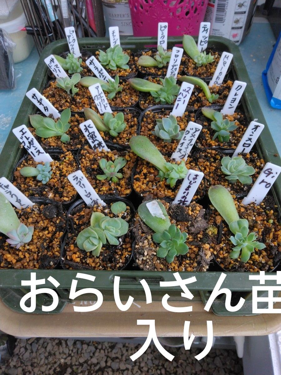 限定１セット 名前アリ葉挿しセット20種類＋おまけ 多肉植物 Yahoo