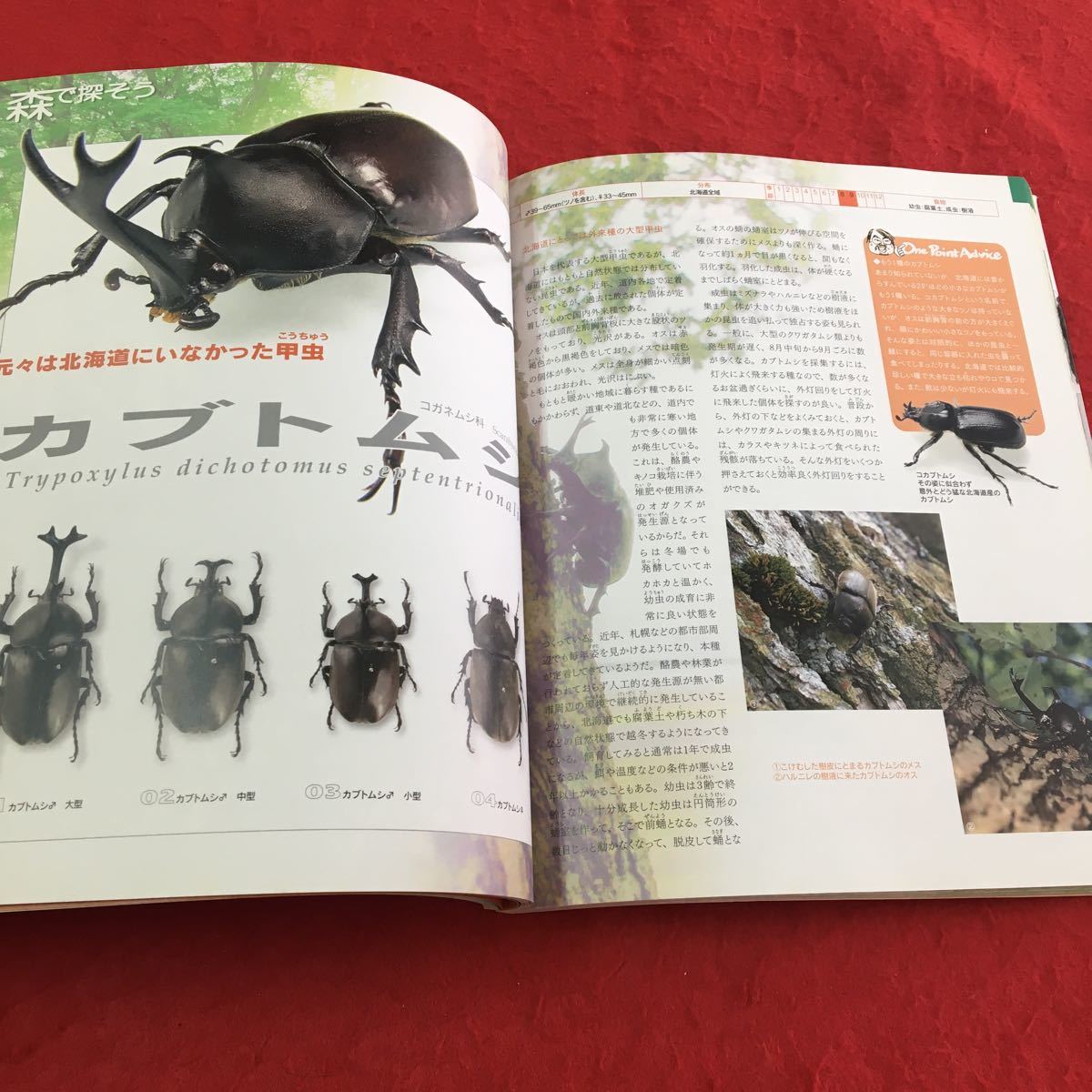 S6f-167. seems to be!.. Kaido. insect insect . insect insect collection illustrated reference book Hokkaido raw . ground integer body investigation living thing .. insect dangerous living thing out . living thing Hokkaido newspaper company 