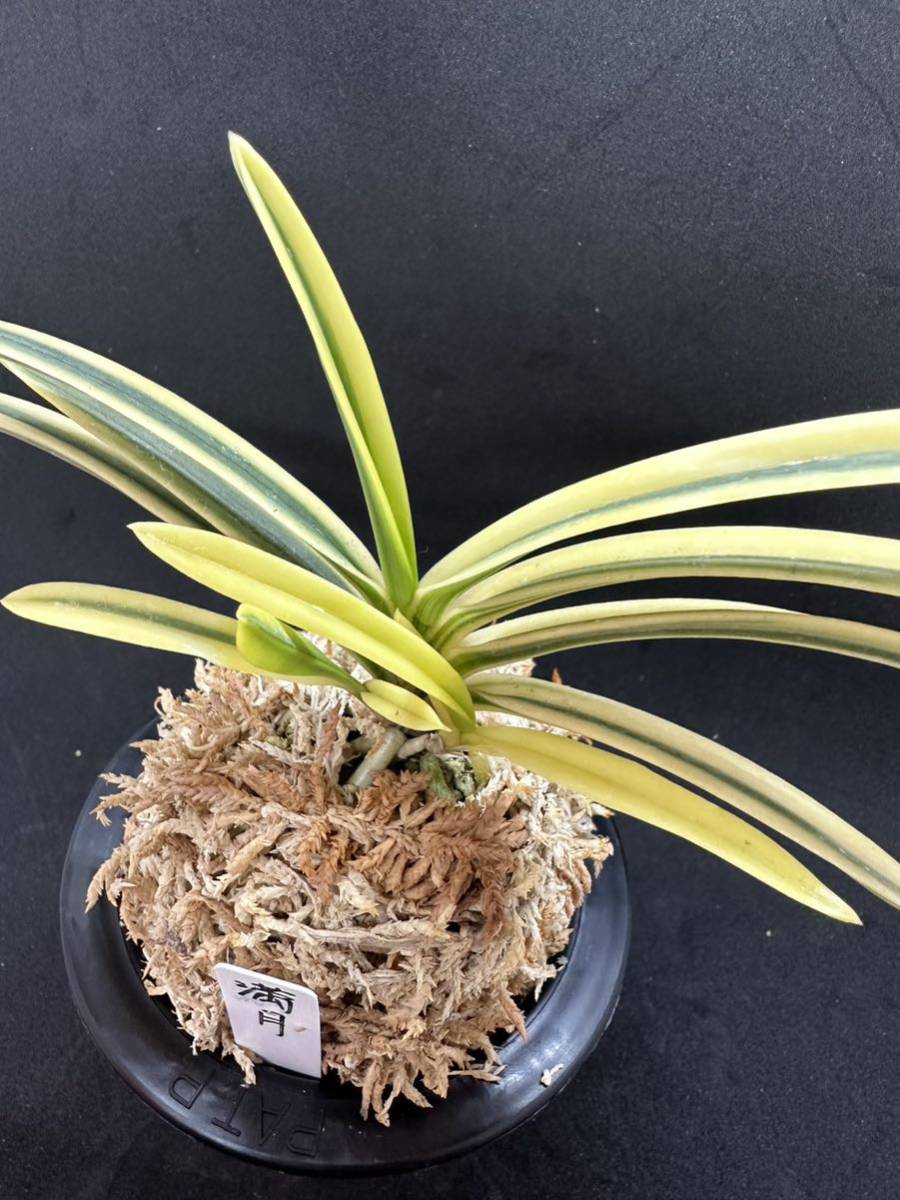富貴蘭 【 満月 】 | perkebunan.sariagri.id