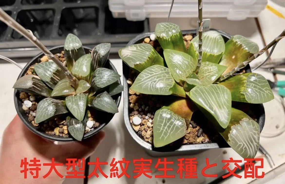 令和5年採る 多肉植物 ハオルチア ジュピターコレクタ錦種子 30粒