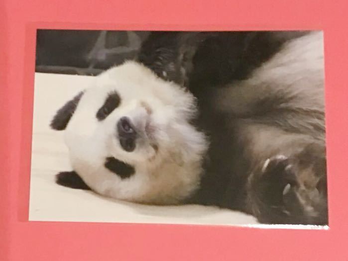 王子動物園 パンダのタンタン ポストカード④ジャイアントパンダ 王子動物園 パンダのタンタン ポストカード④ジャイアントパンダ