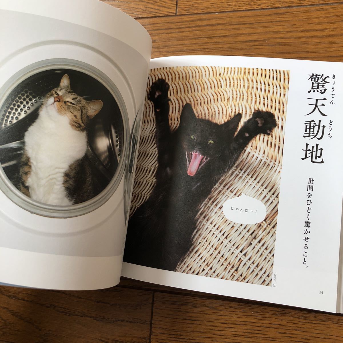 にゃんこ四字熟語辞典 ねこ 猫 ネコ 四字熟語 辞典　じてん 本 写真 国語 かわいい 面白い 笑える 学べる 日本語 ネコ写真_画像8