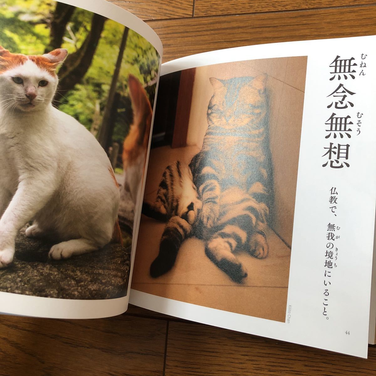 にゃんこ四字熟語辞典 ねこ 猫 ネコ 四字熟語 辞典　じてん 本 写真 国語 かわいい 面白い 笑える 学べる 日本語 ネコ写真_画像7