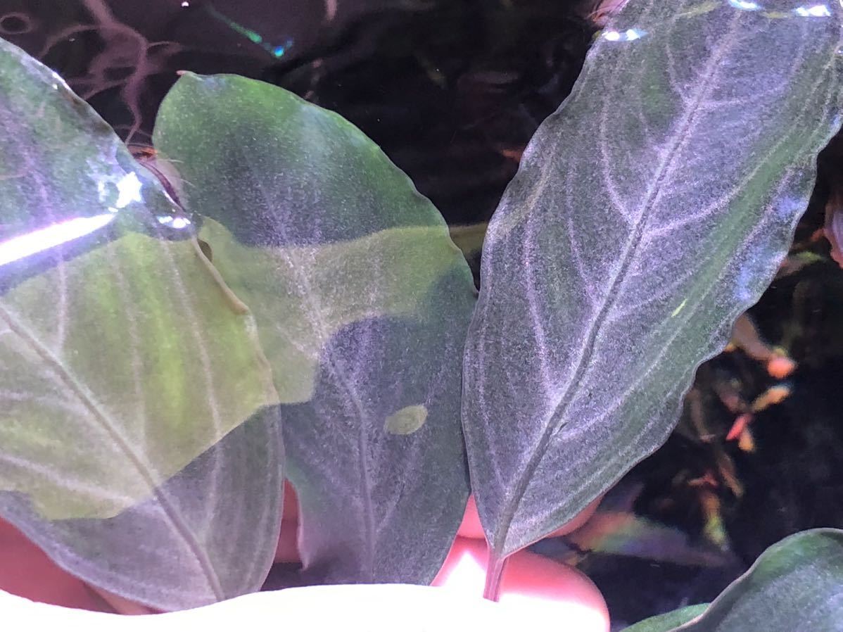 TB便】Bucephalandra sp.Pearl gray ブセファランドラ パールグレイ 1