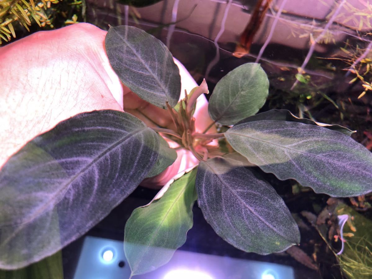 TB便】Bucephalandra sp.Pearl gray ブセファランドラ パールグレイ 1
