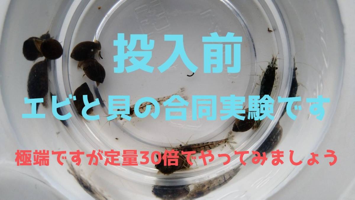 ☆大容量☆ 絶対に…駆逐してやる! エビ魚に無害 スネールバスター