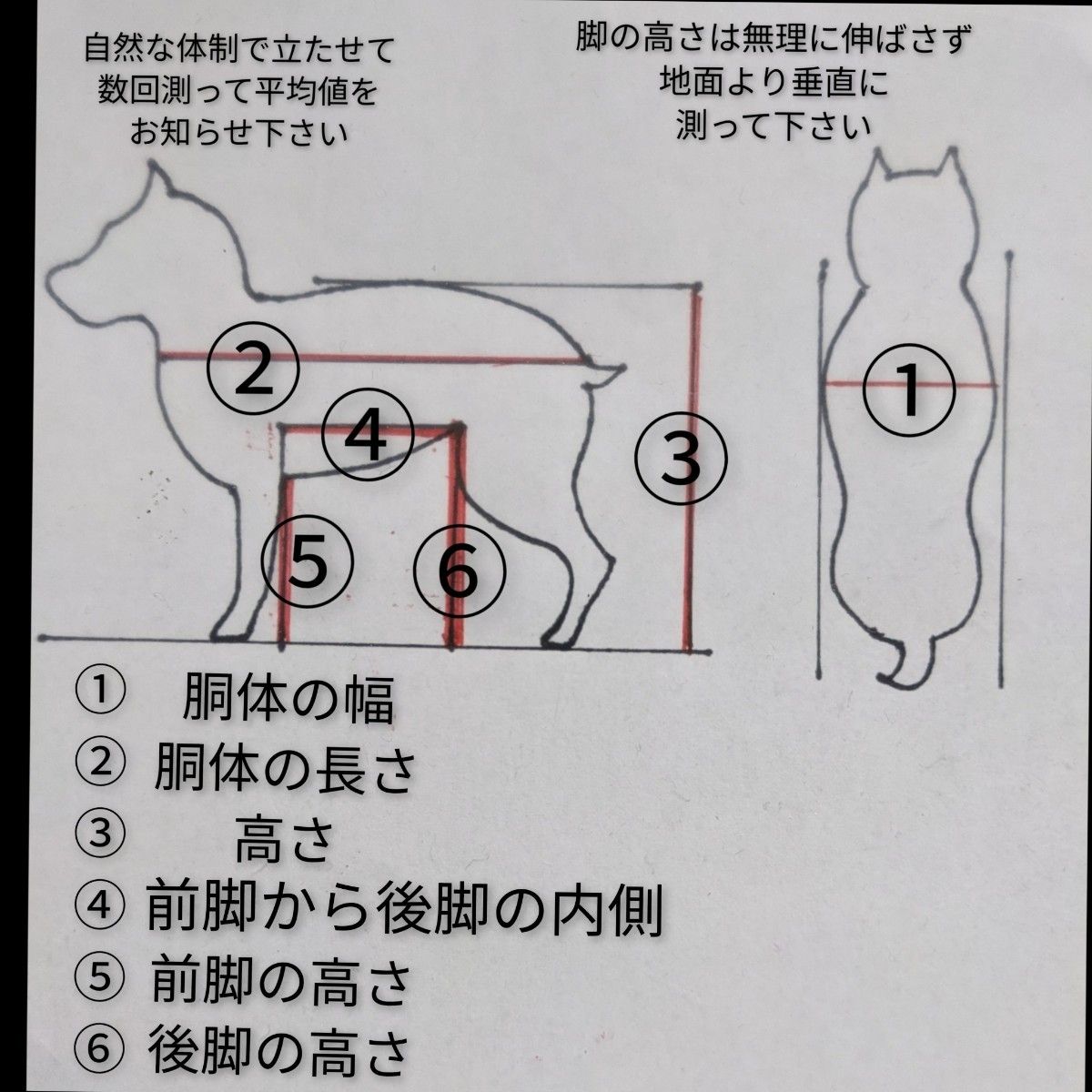 小型犬4輪歩行器 リハビリ 食事補助 犬の歩行器 介護 犬の車椅子 体制