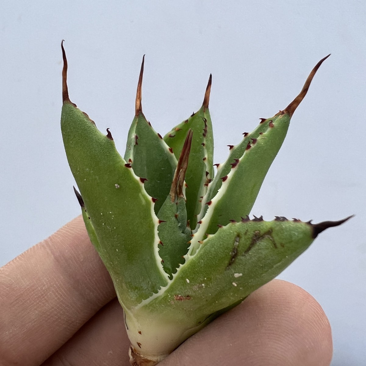 B64 多肉植物アガベ ポタトラム モンスト キュービック錦 白覆輪 B64 多肉植物アガベ ポタトラム モンスト キュービック錦 白覆輪