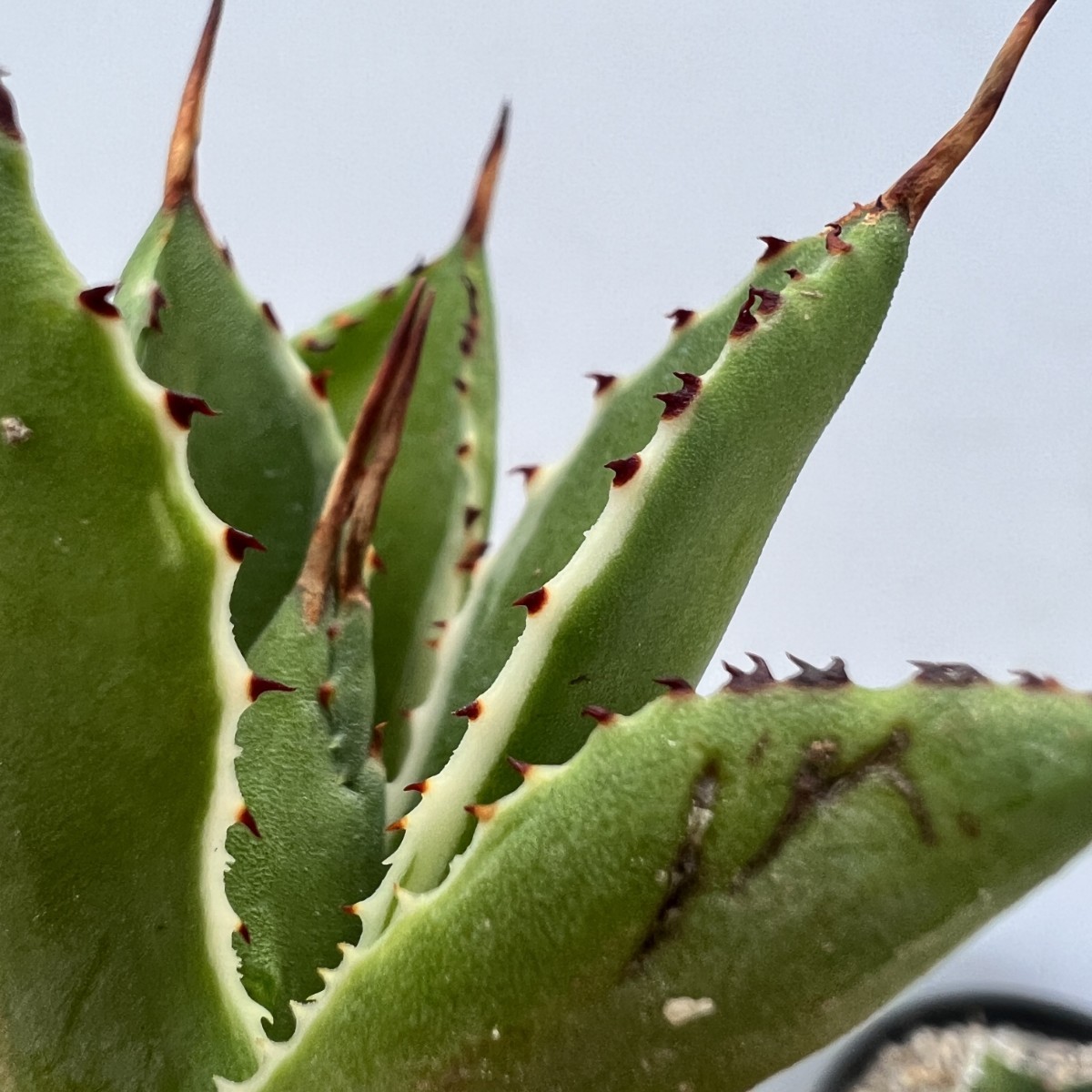 B64 多肉植物アガベ ポタトラム モンスト キュービック錦 白覆輪 B64 多肉植物アガベ ポタトラム モンスト キュービック錦 白覆輪