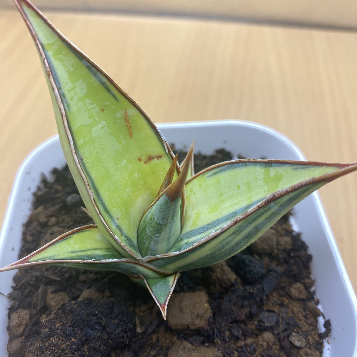 希少種 サンスベリア ピングイキュラ 斑入り Sansevieria pinguicula