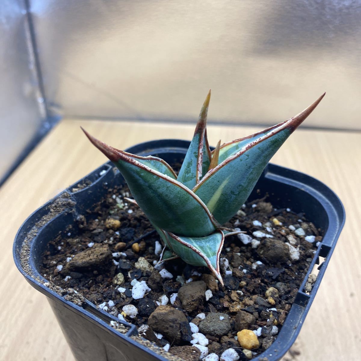 けないので 斑入り サンスベリア Sansevieria 4XKtC-m14775957810