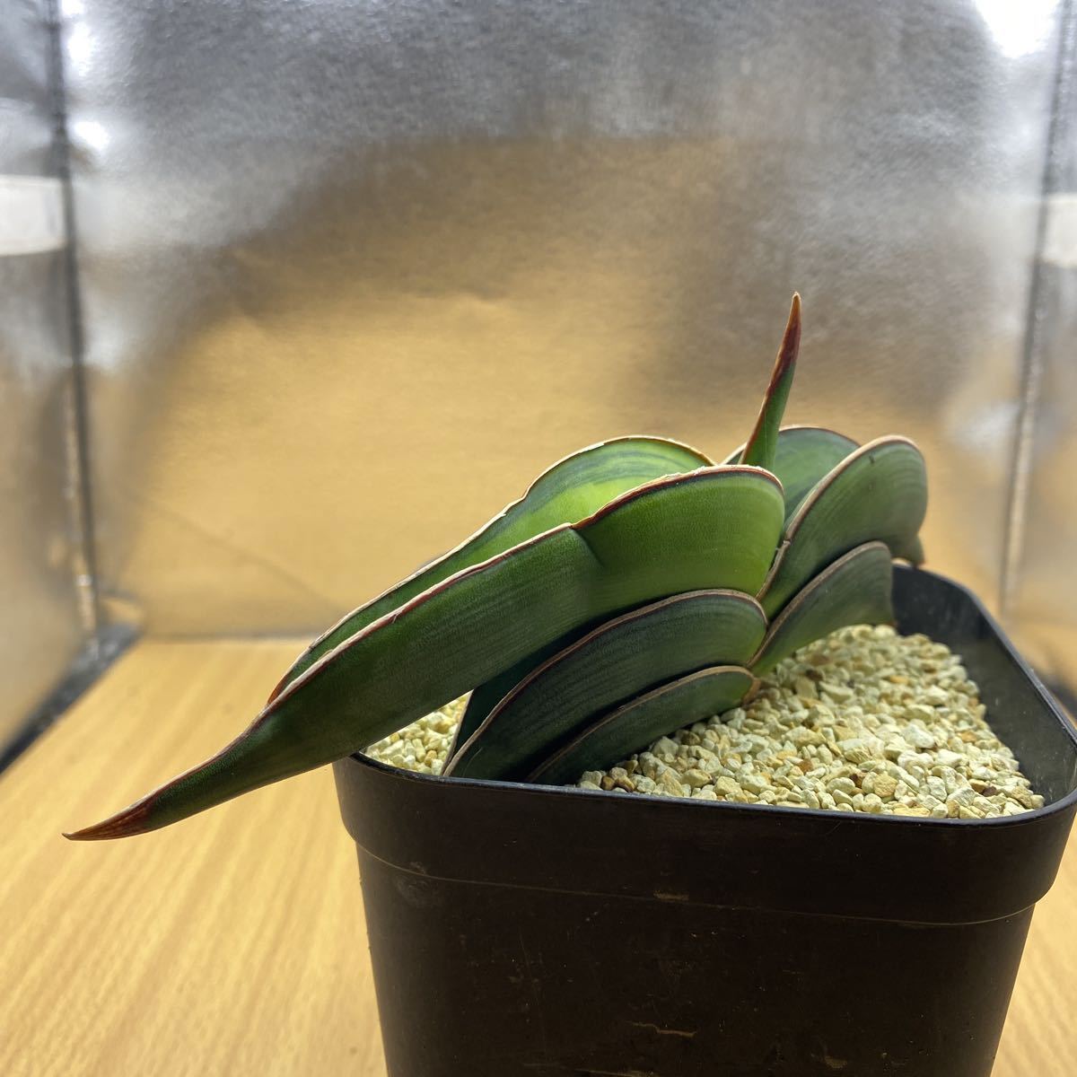 希少種 サンスベリア ロリダ 斑入りSansevieria Rorida 希少種 サンスベリア ロリダ 斑入りSansevieria Rorida