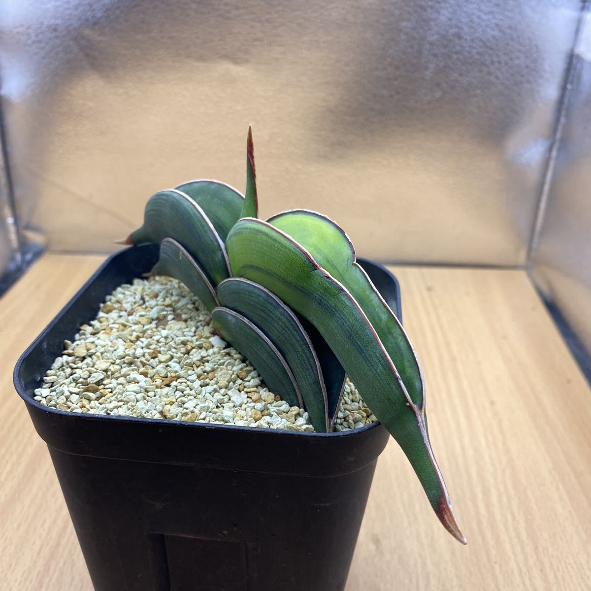 希少種 サンスベリア ロリダ 斑入りSansevieria Rorida 希少種 サンスベリア ロリダ 斑入りSansevieria Rorida