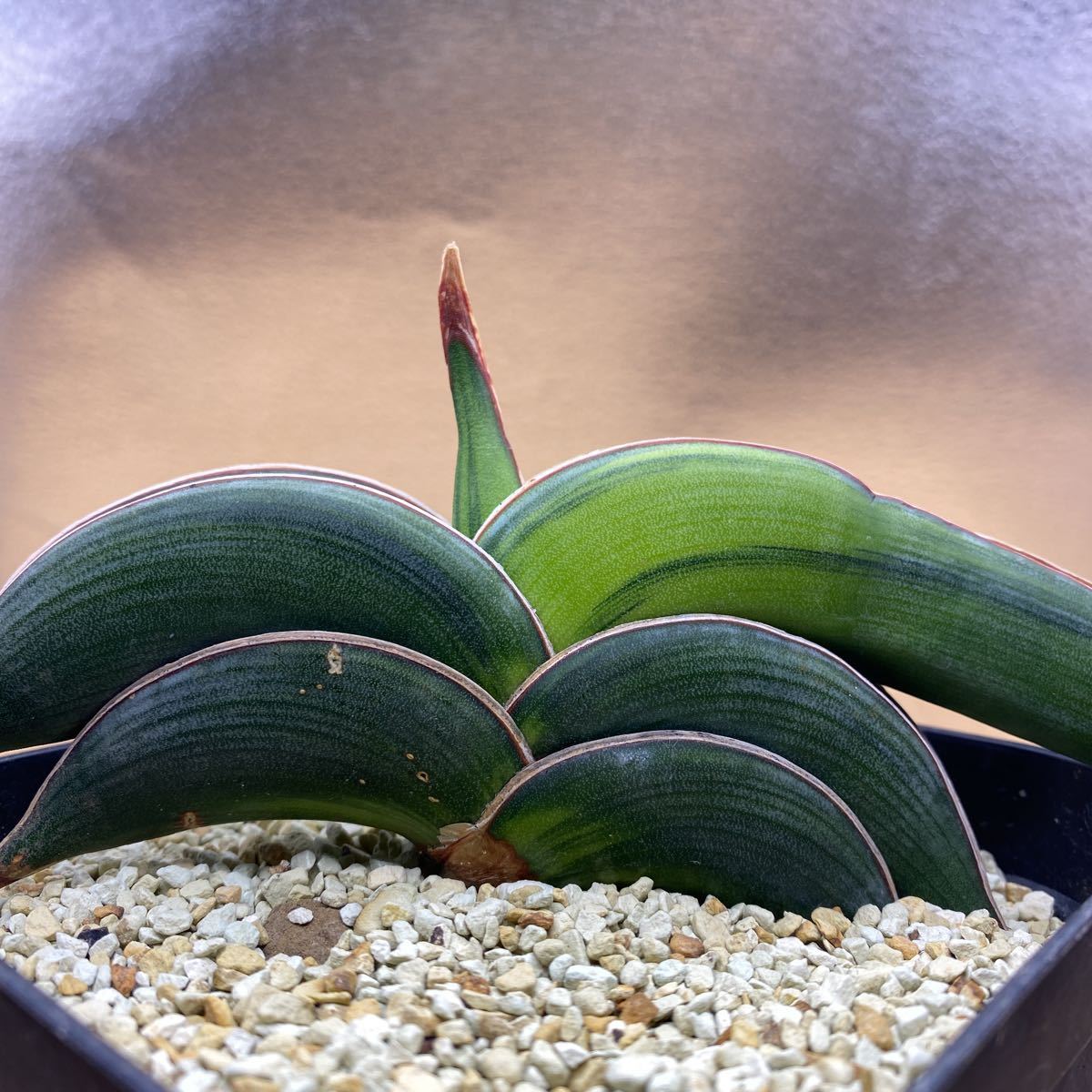 希少種 サンスベリア ロリダ 斑入りSansevieria Rorida 希少種 サンスベリア ロリダ 斑入りSansevieria Rorida